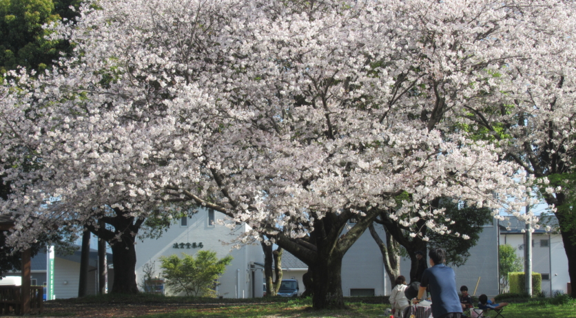 桜を見に行ってきました。
